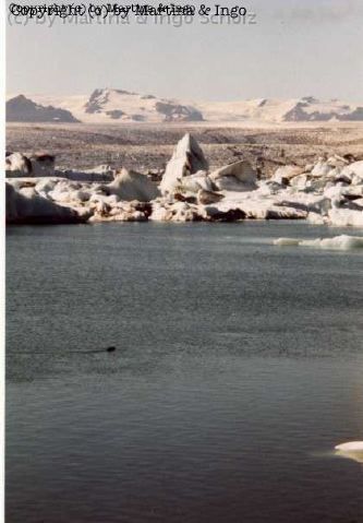 iceland_25.jpg - Zwischen den Eisbergen tummeln sich vereinzelt Robben. An sonsten kann man sich mit Amphibienfahrzeugen �ber den See fahren lassen.